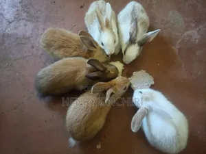 Rabbits on Sale!