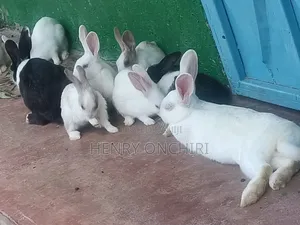 Rabbits on Sale!