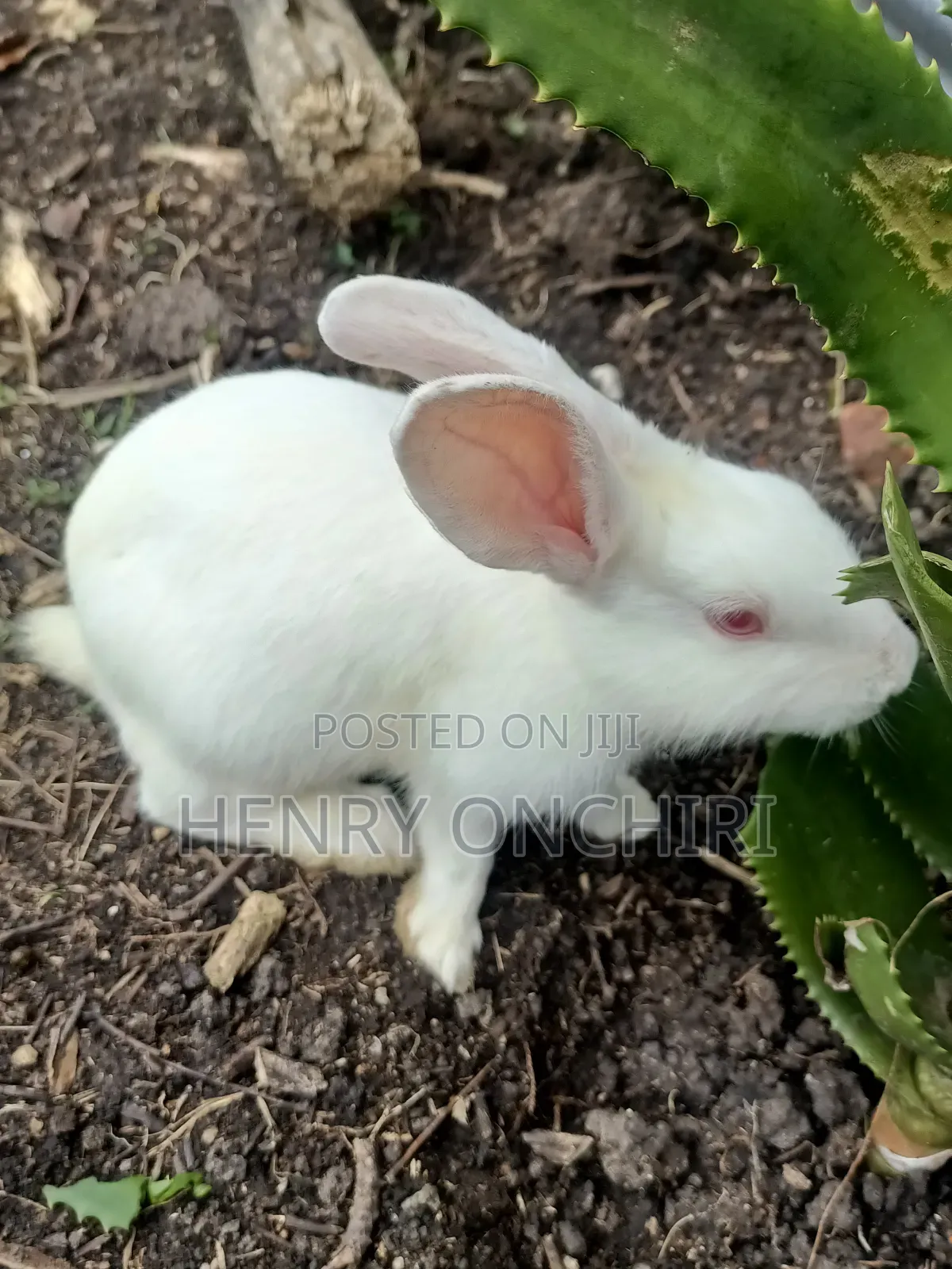 Rabbits on Sale!