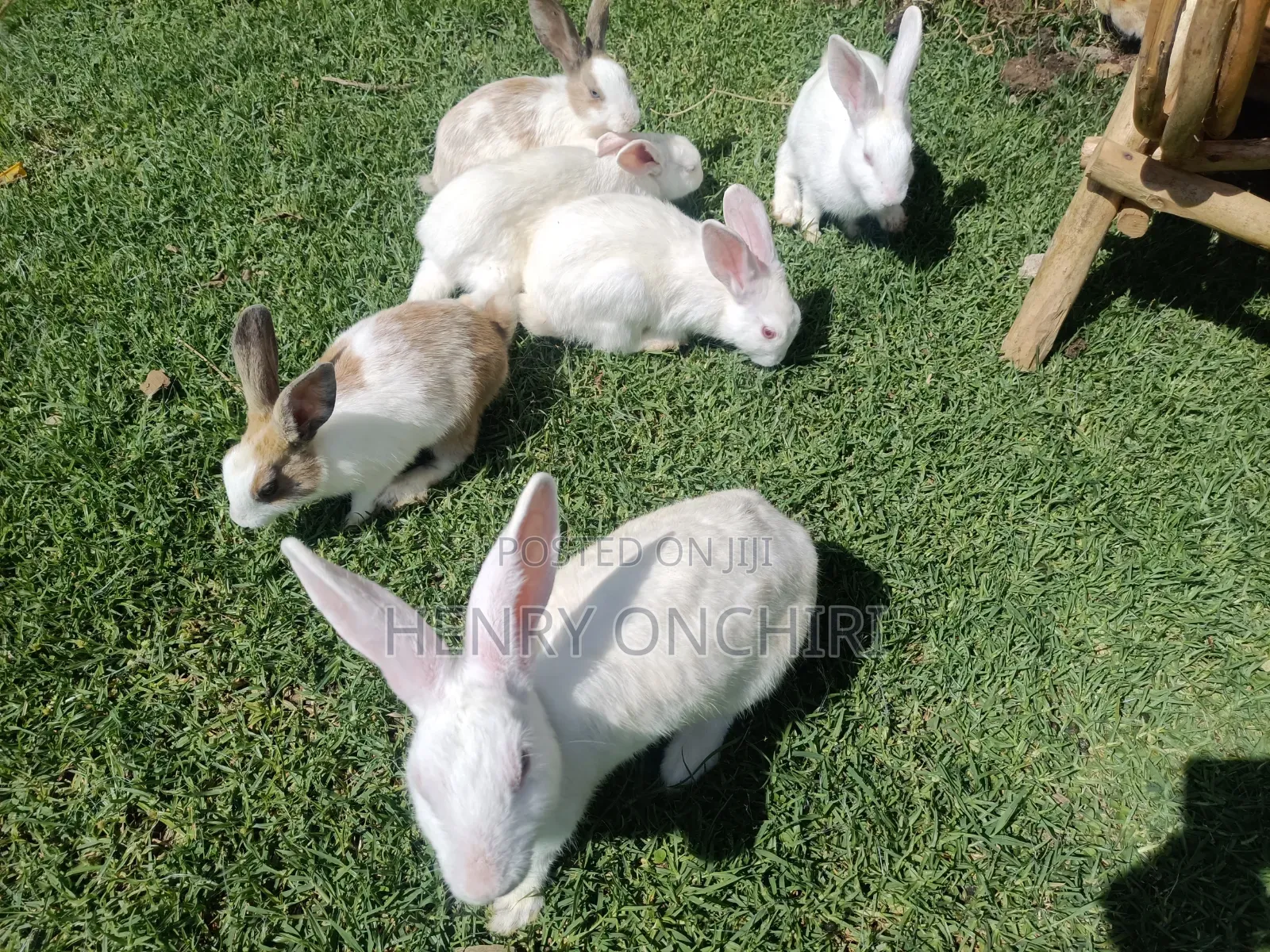 Rabbits on Sale!