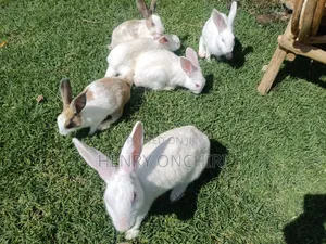 Rabbits on Sale!
