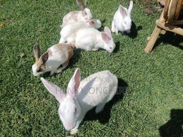 Rabbits on Sale! - thumbnail 4