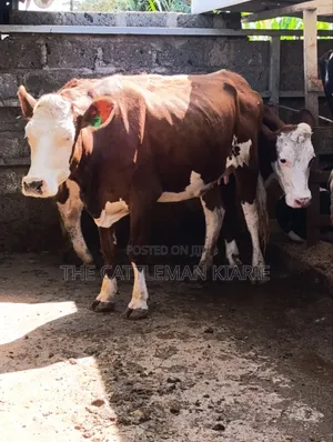 Fleckview  Incalf  Heifer