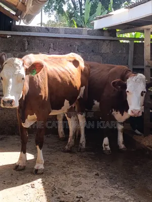 Fleckview  Incalf  Heifer