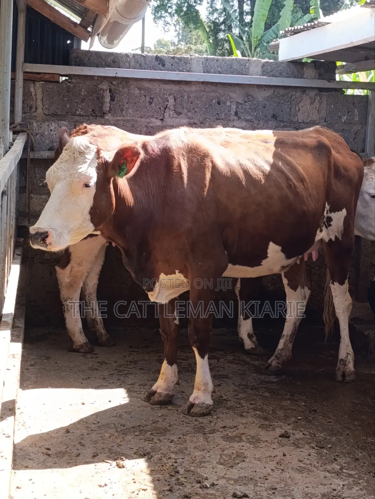 Fleckview  Incalf  Heifer