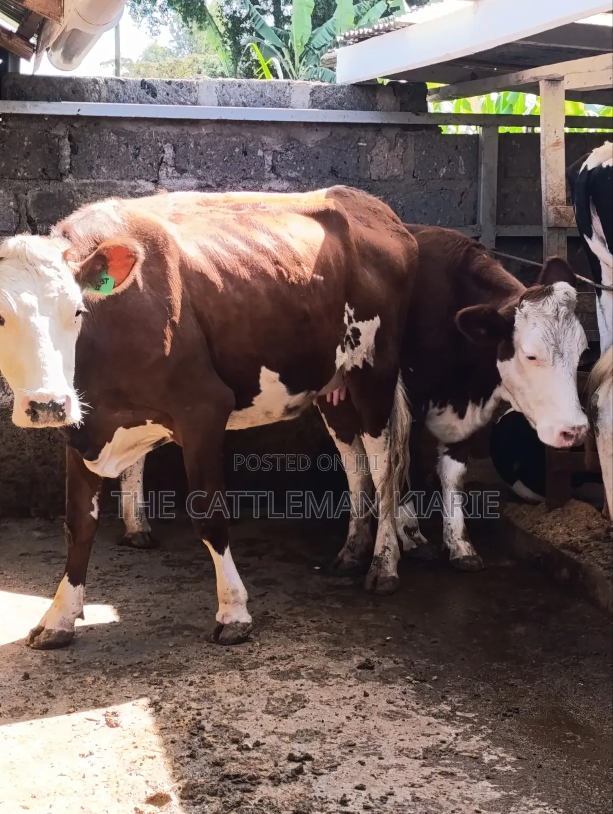 Fleckview  Incalf  Heifer
