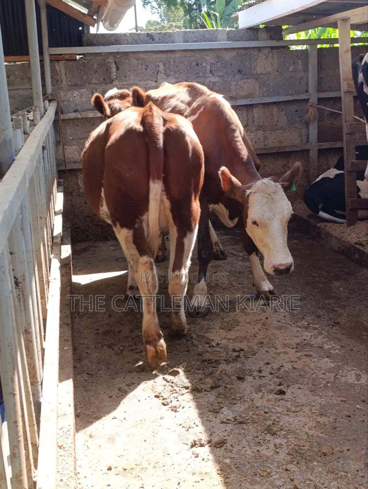 Fleckview  Incalf  Heifer