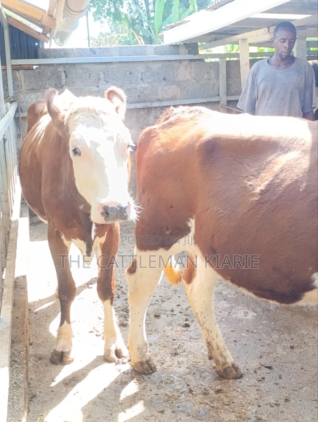Fleckview  Incalf  Heifer