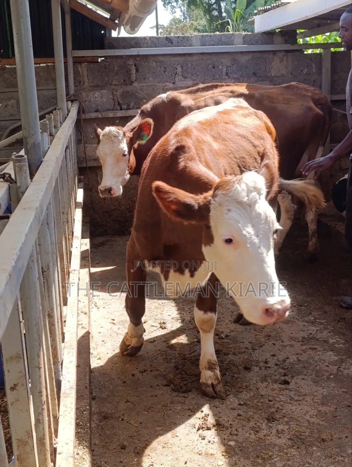 Fleckview  Incalf  Heifer