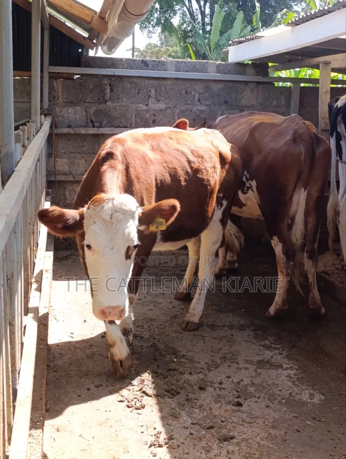 Fleckview  Incalf  Heifer