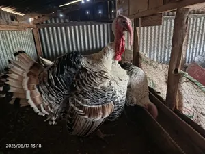Royal Palm Turkey