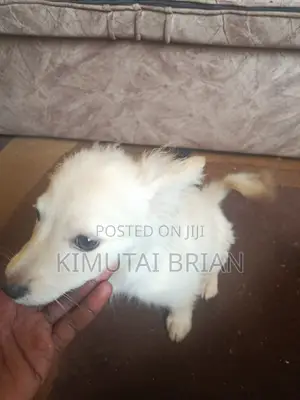 6-12 months Male Purebred Chihuahua