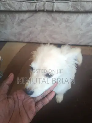 6-12 months Male Purebred Chihuahua