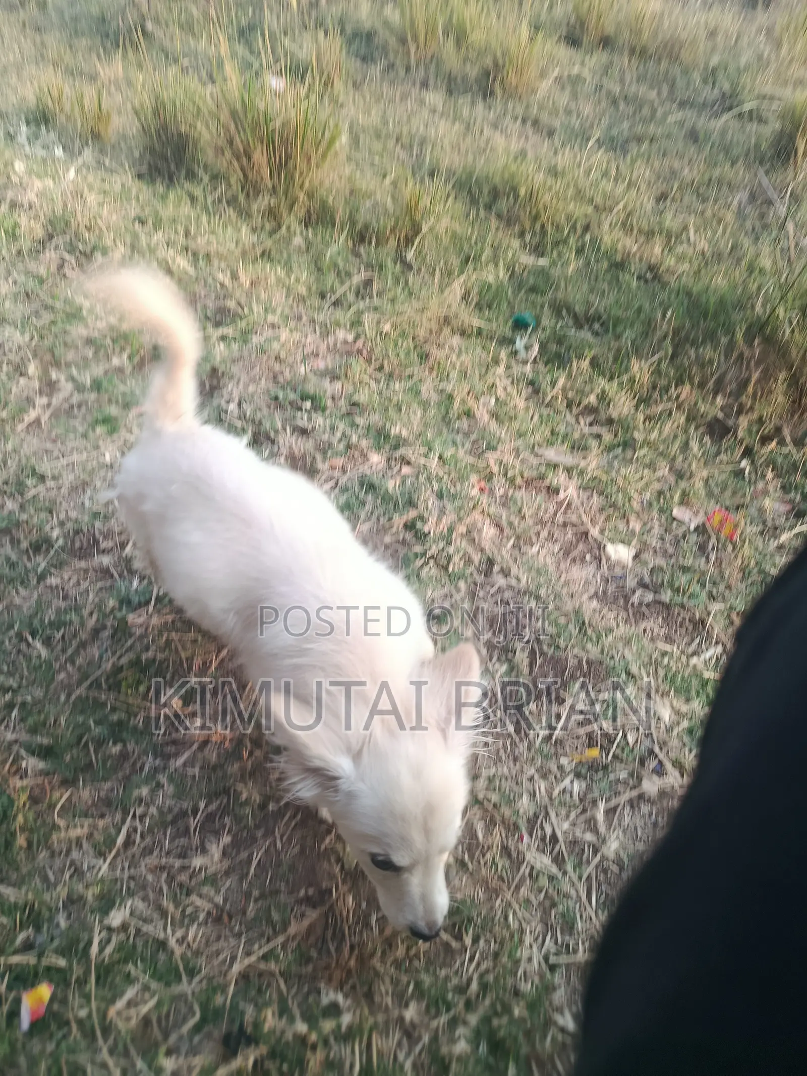 6-12 months Male Purebred Chihuahua