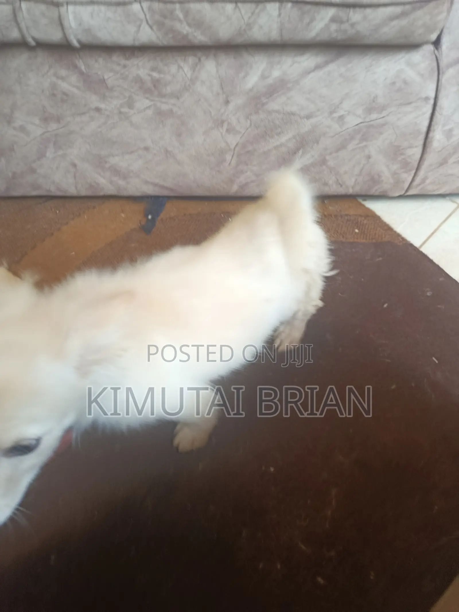 6-12 months Male Purebred Chihuahua