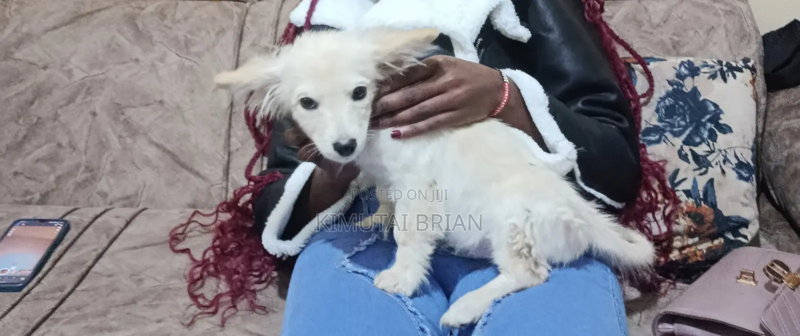 6-12 months Male Purebred Chihuahua