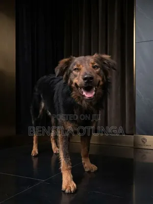 6-12 months Male Purebred German Shepherd