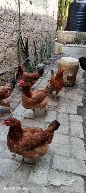Female Kienyeji Chicken