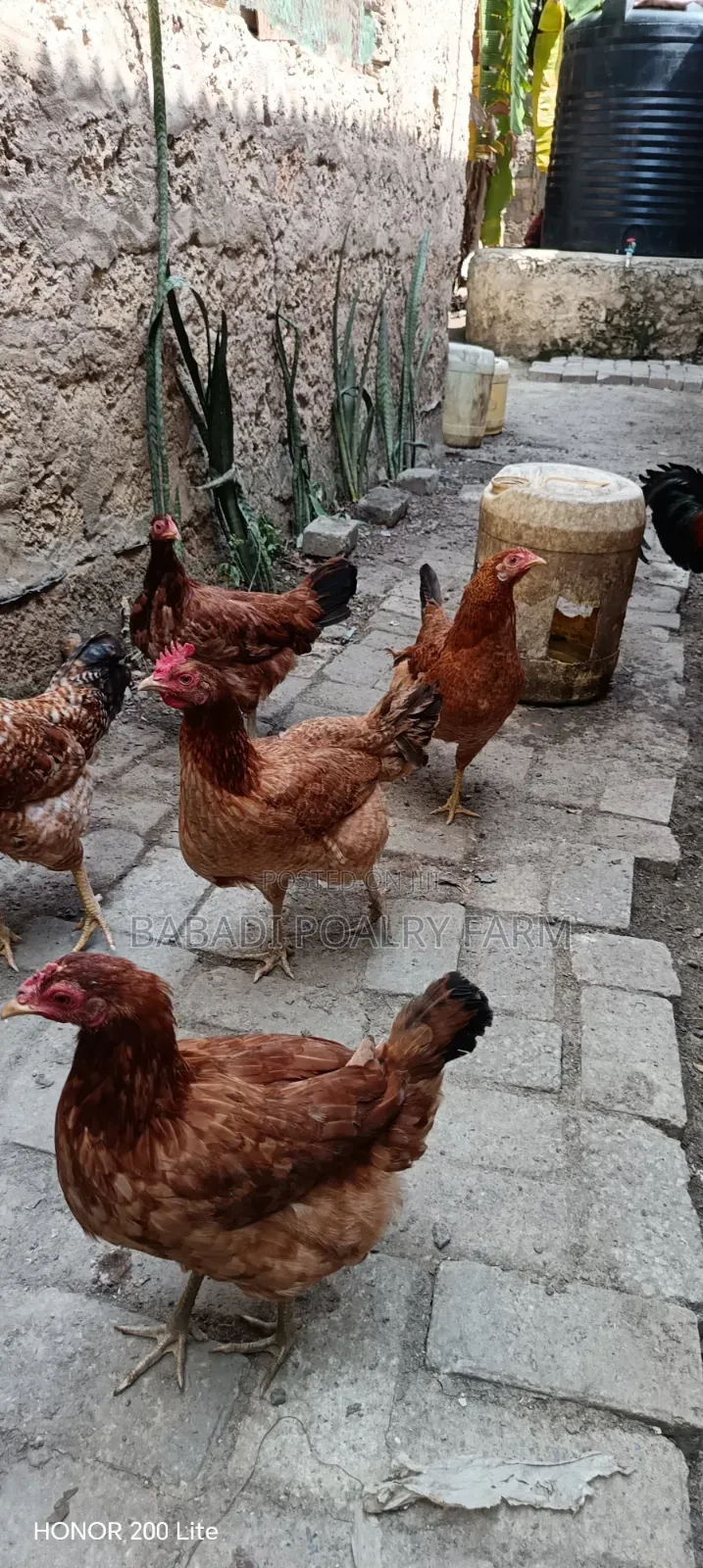 Female Kienyeji Chicken