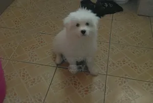 1-3 months Male Mixed Breed Maltese