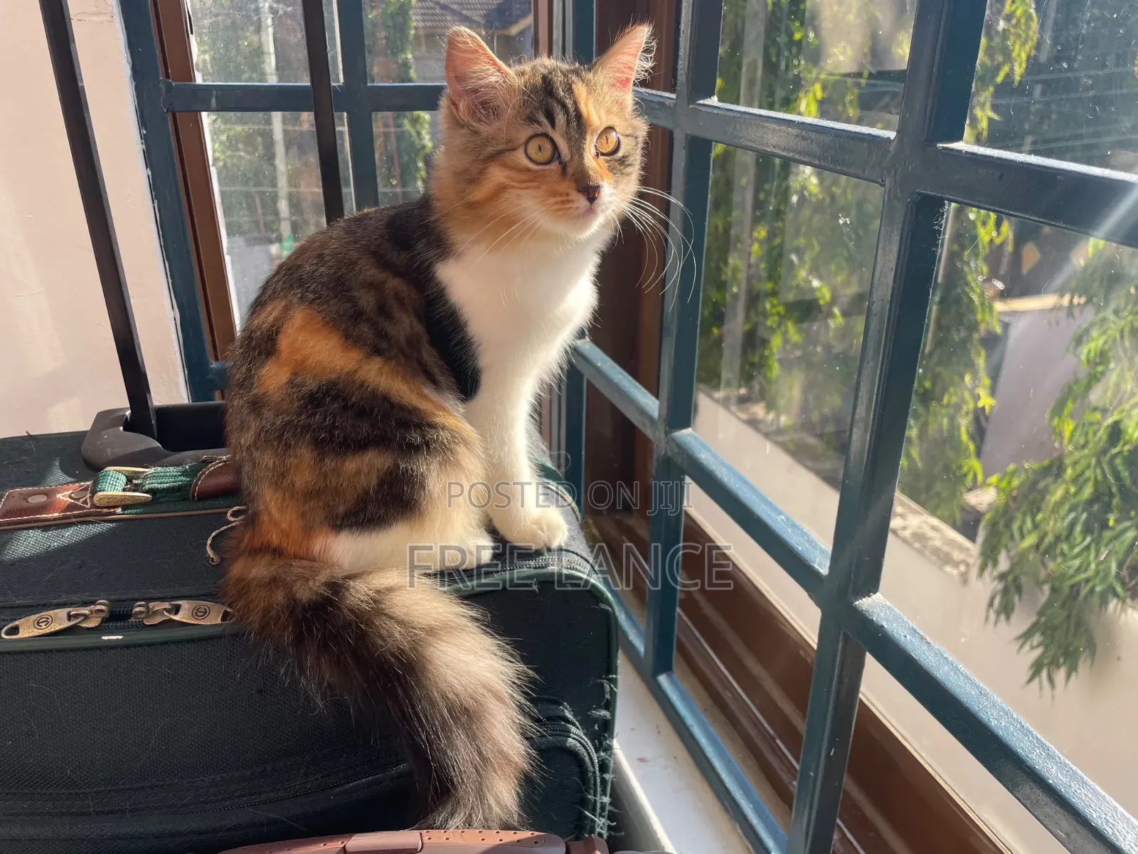 1-3 months Female Mixed Breed Cat