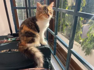 1-3 months Female Mixed Breed Cat