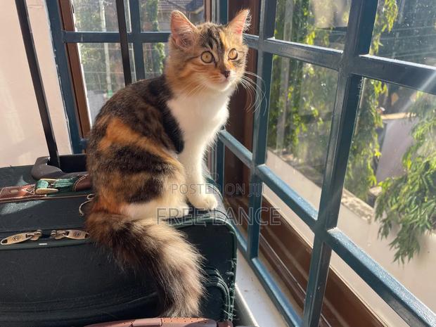 1-3 months Female Mixed Breed Cat
