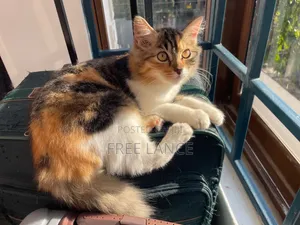 1-3 months Female Mixed Breed Cat