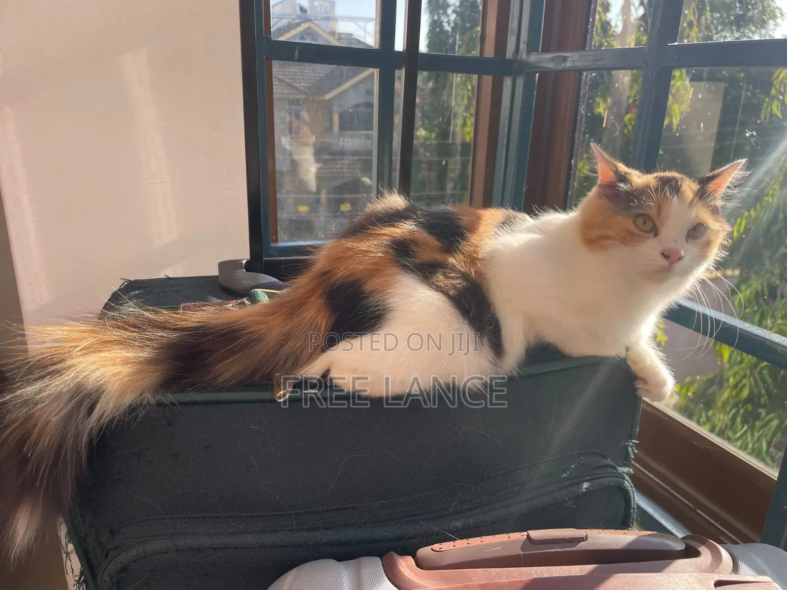 1-3 months Female Mixed Breed Cat