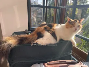 1-3 months Female Mixed Breed Cat