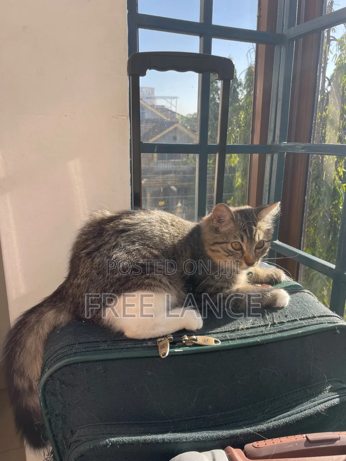 1-3 months Female Mixed Breed Cat