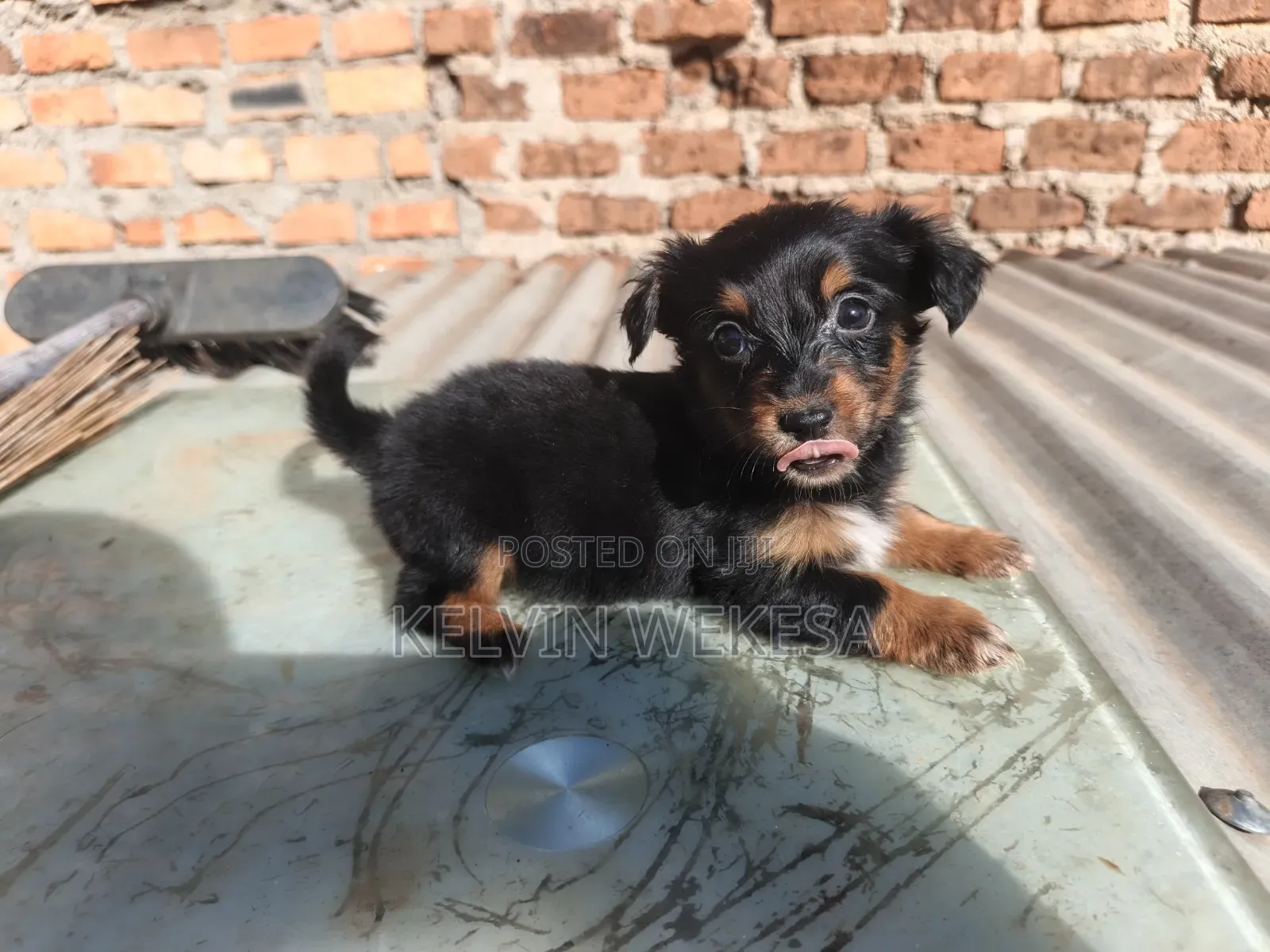 1-3 months Female Purebred Dachshund