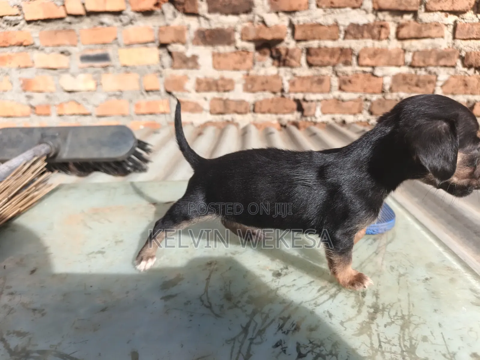1-3 months Female Purebred Dachshund