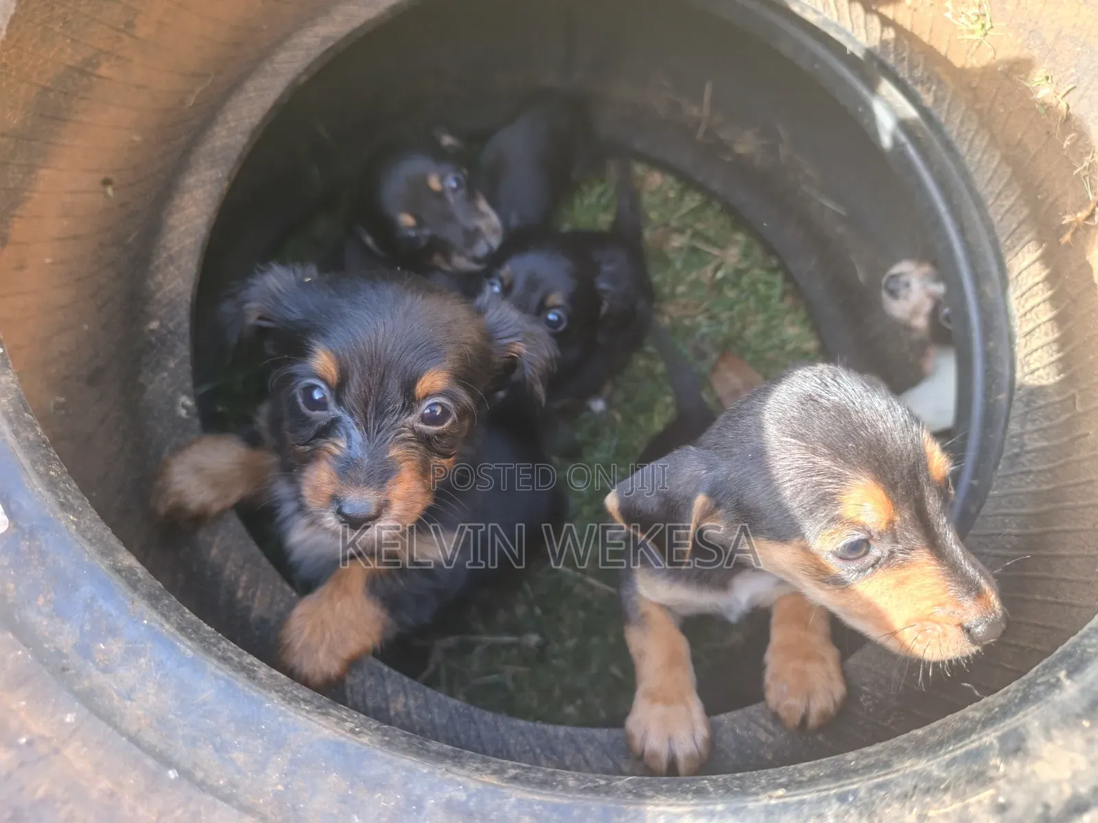 1-3 months Female Purebred Dachshund
