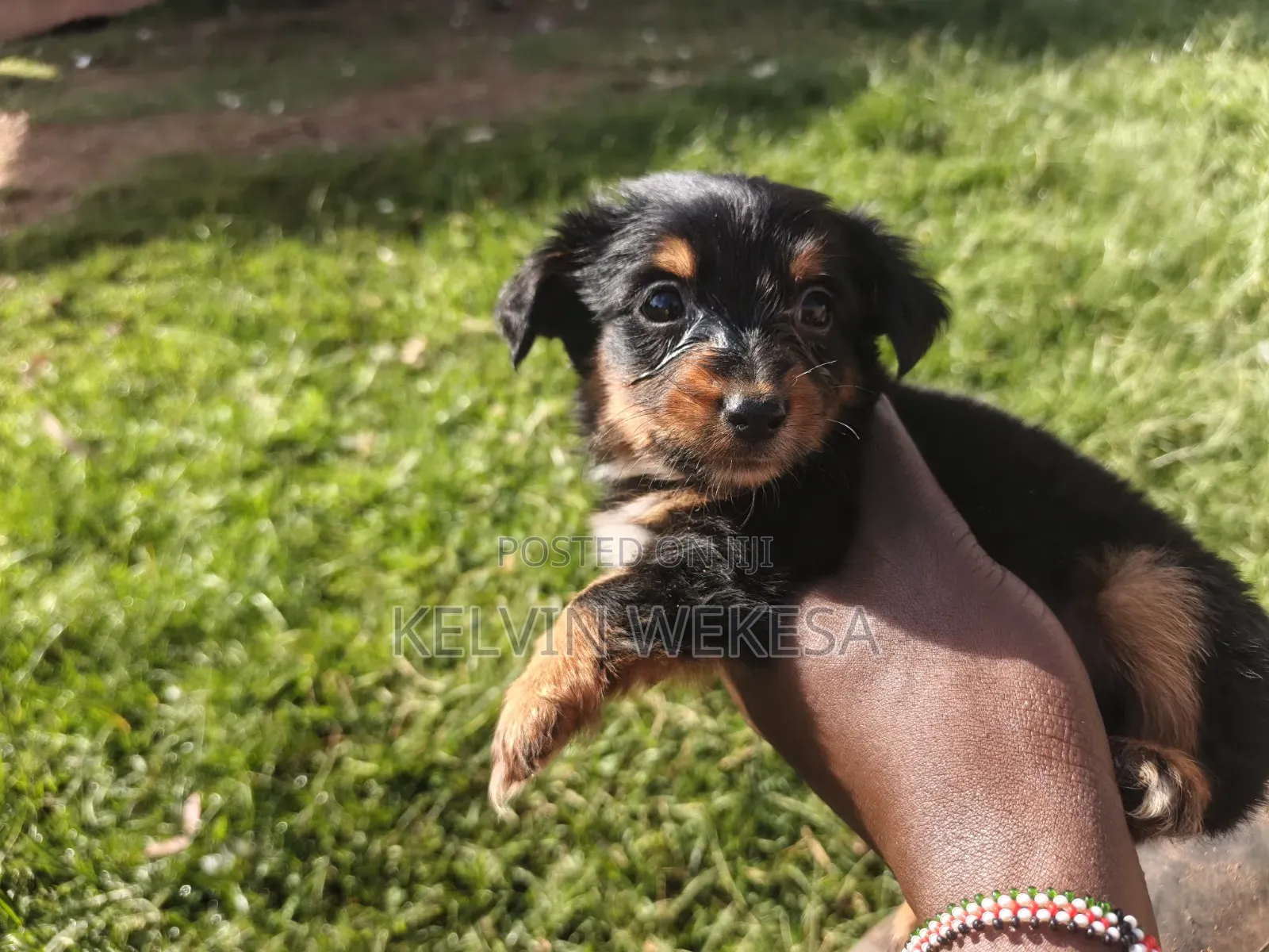 1-3 months Female Purebred Dachshund