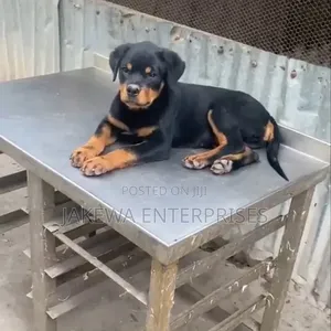 1-3 months Female Purebred Rottweiler