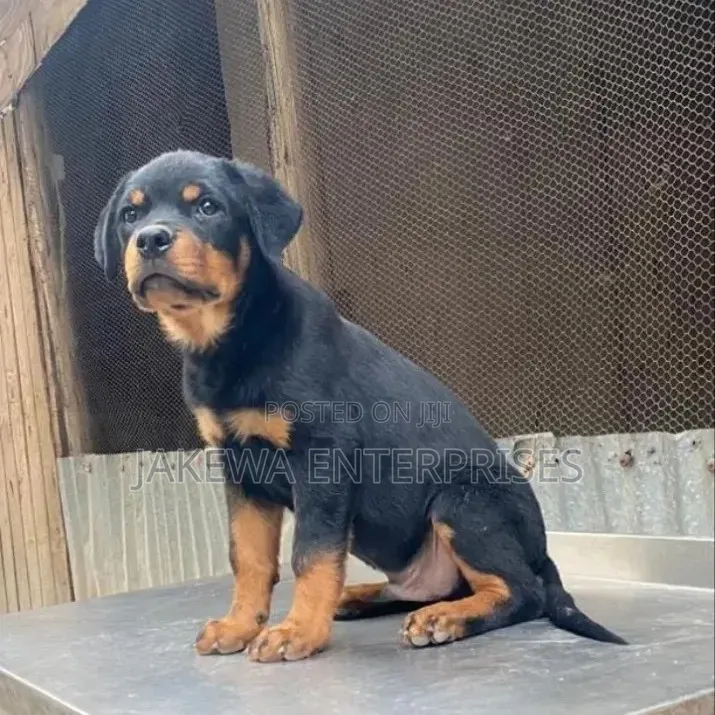 1-3 months Male Purebred Rottweiler