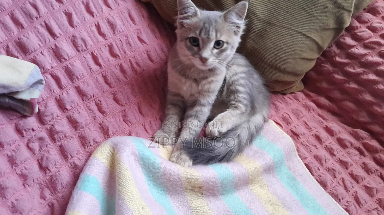 1-3 months Male Mixed Breed Russian Blue