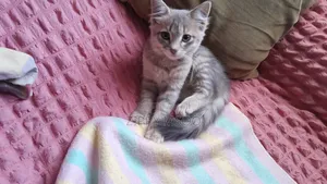 1-3 months Male Mixed Breed Russian Blue