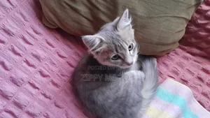 1-3 months Male Mixed Breed Russian Blue