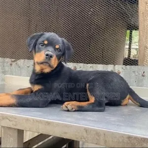 1-3 months Female Purebred Rottweiler