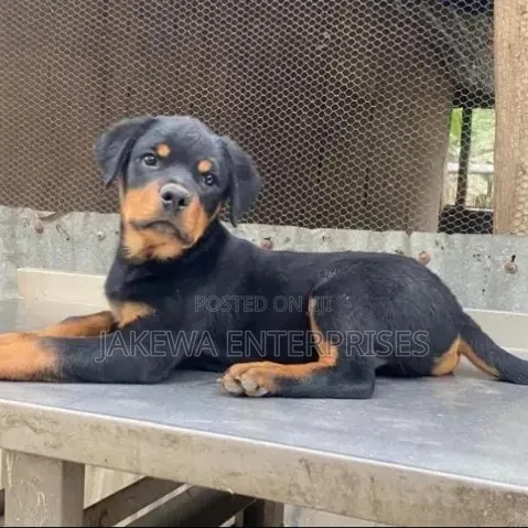 1-3 months Female Purebred Rottweiler