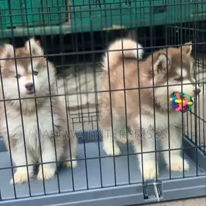 1-3 months Male Purebred Siberian Husky