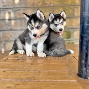 1-3 months Male Purebred Siberian Husky