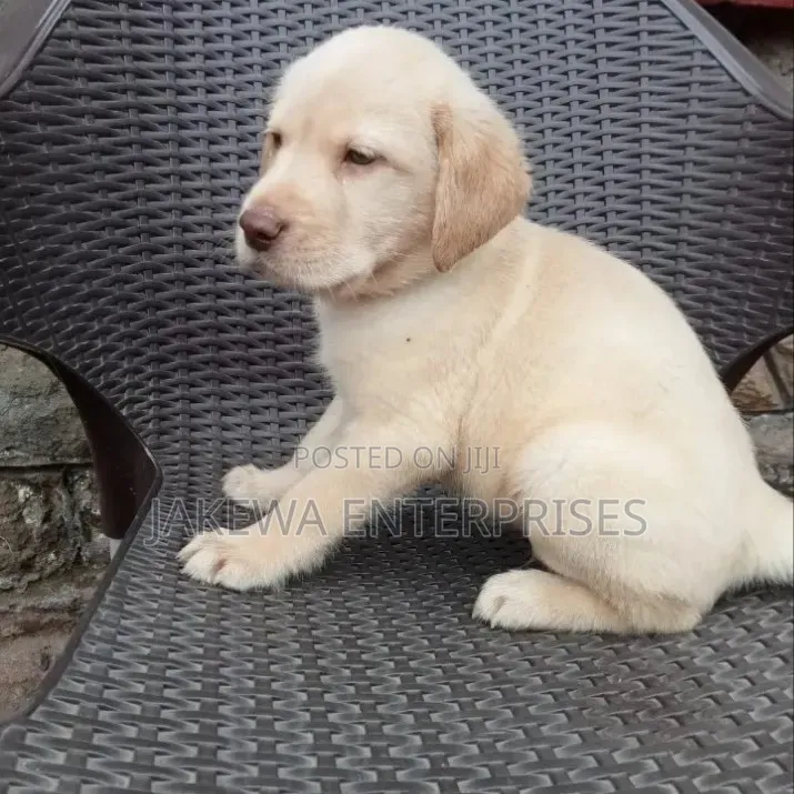 1-3 months Male Purebred Labrador Retriever