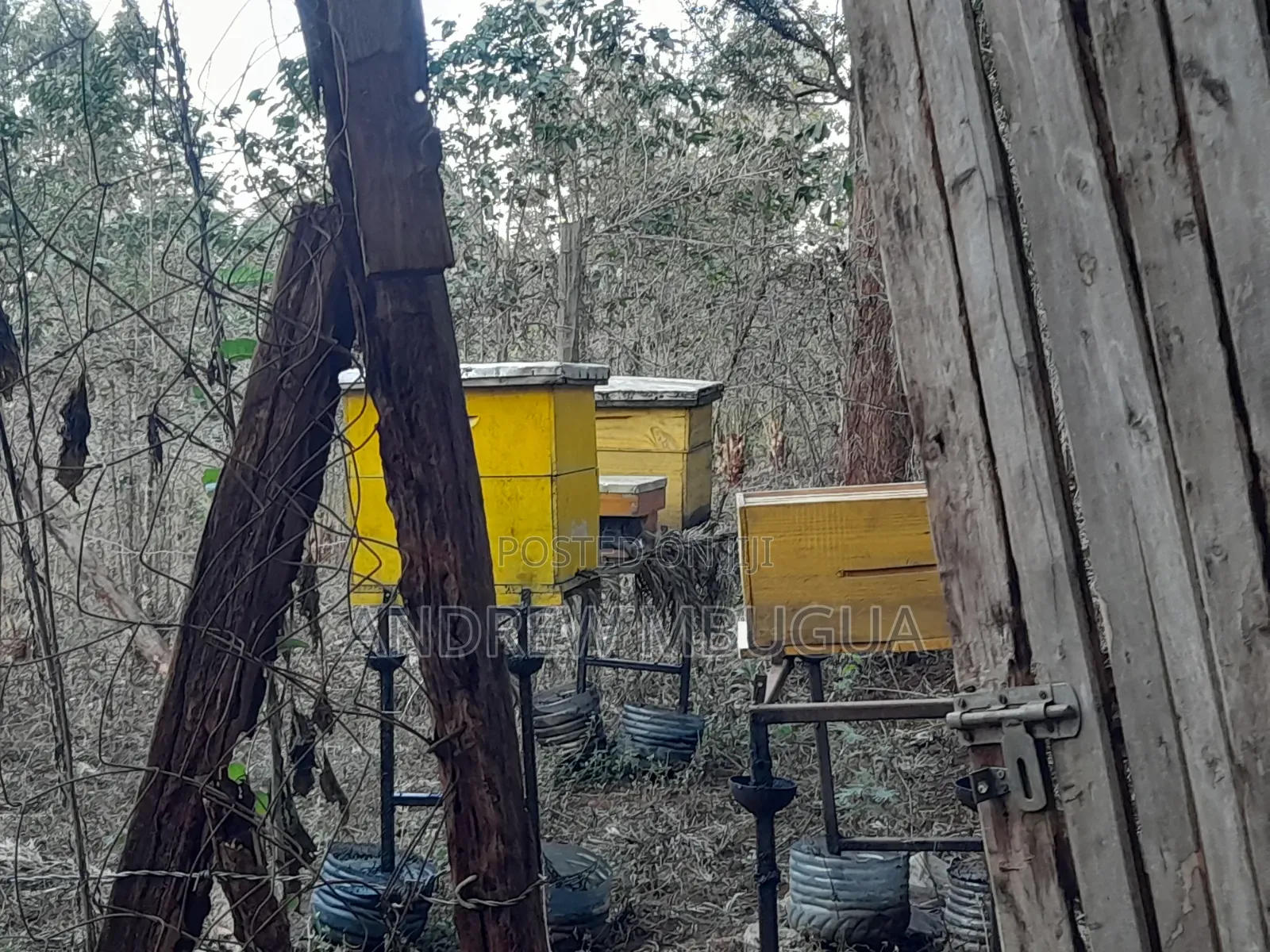 Premium Honey 1 Piece Left! Harvested 24aug2026