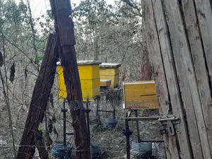 Premium Honey 1 Piece Left! Harvested 24aug2026
