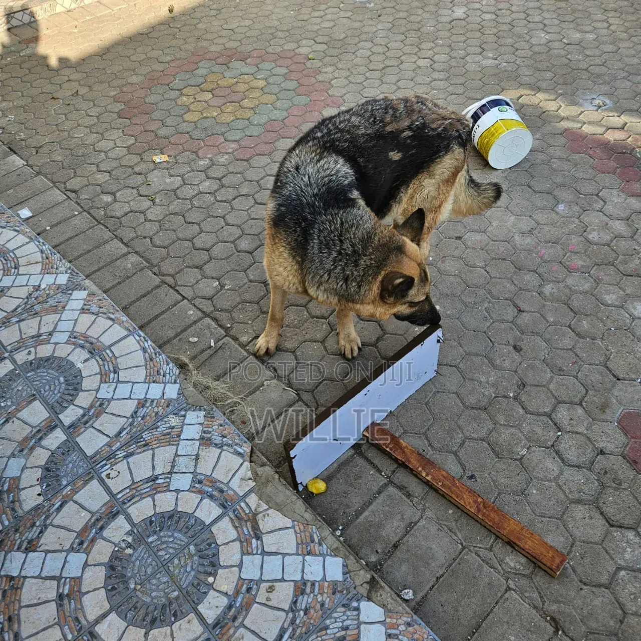 1+ year Female Purebred German Shepherd