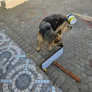 1+ year Female Purebred German Shepherd