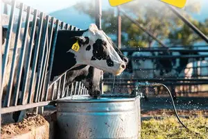 Identification Bull Group Z- Tag
